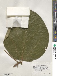 Ficus roxburghii image