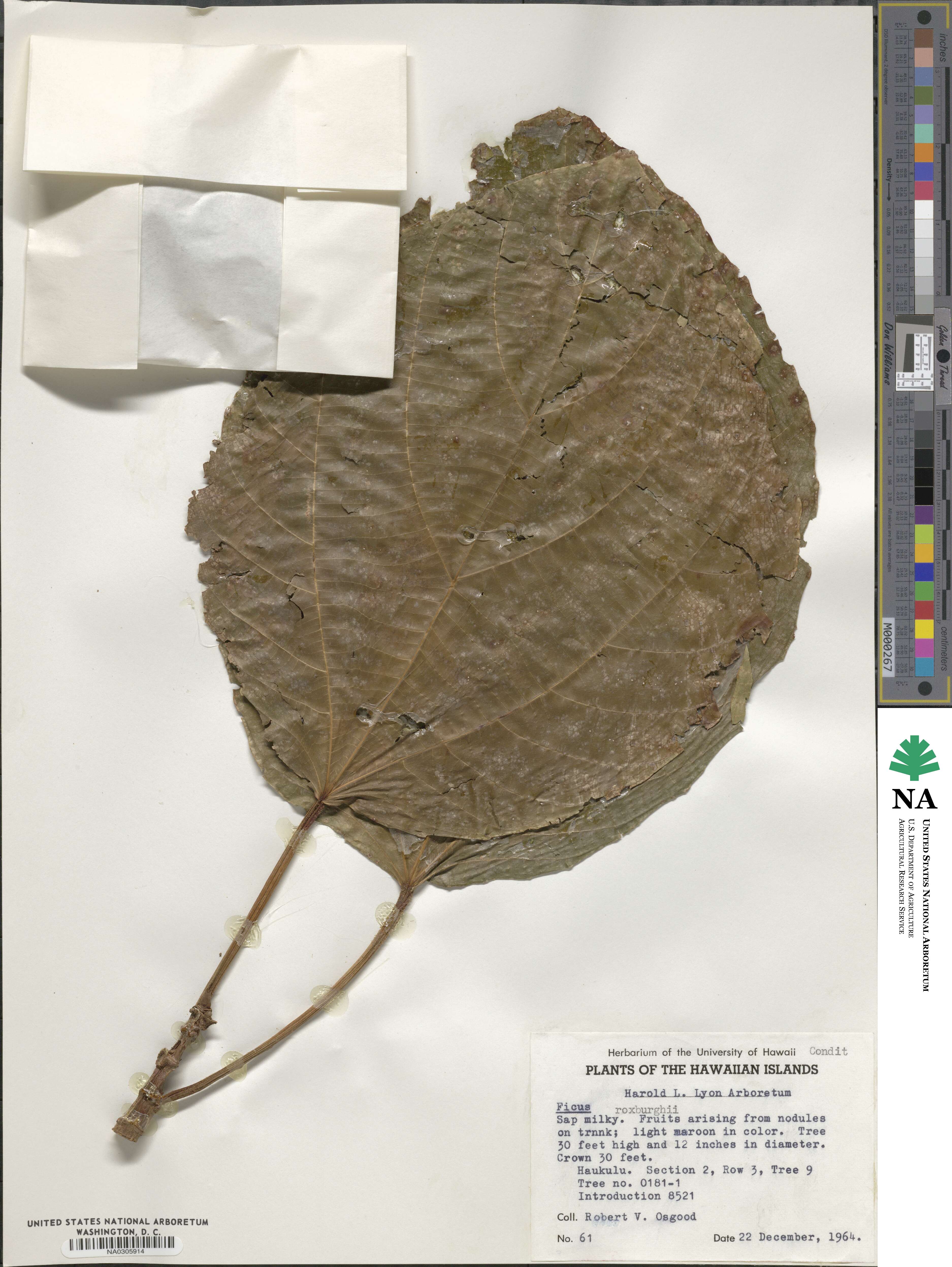 Ficus roxburghii image