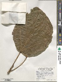 Ficus roxburghii image