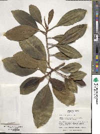 Ficus rubiginosa image