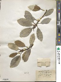 Ficus rubiginosa image