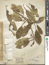 Ficus rubiginosa image