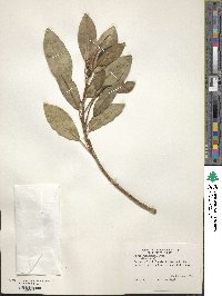 Ficus rubiginosa image