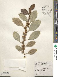 Ficus rubiginosa image