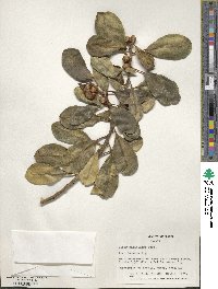 Ficus rubiginosa image