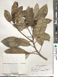 Ficus rubiginosa image