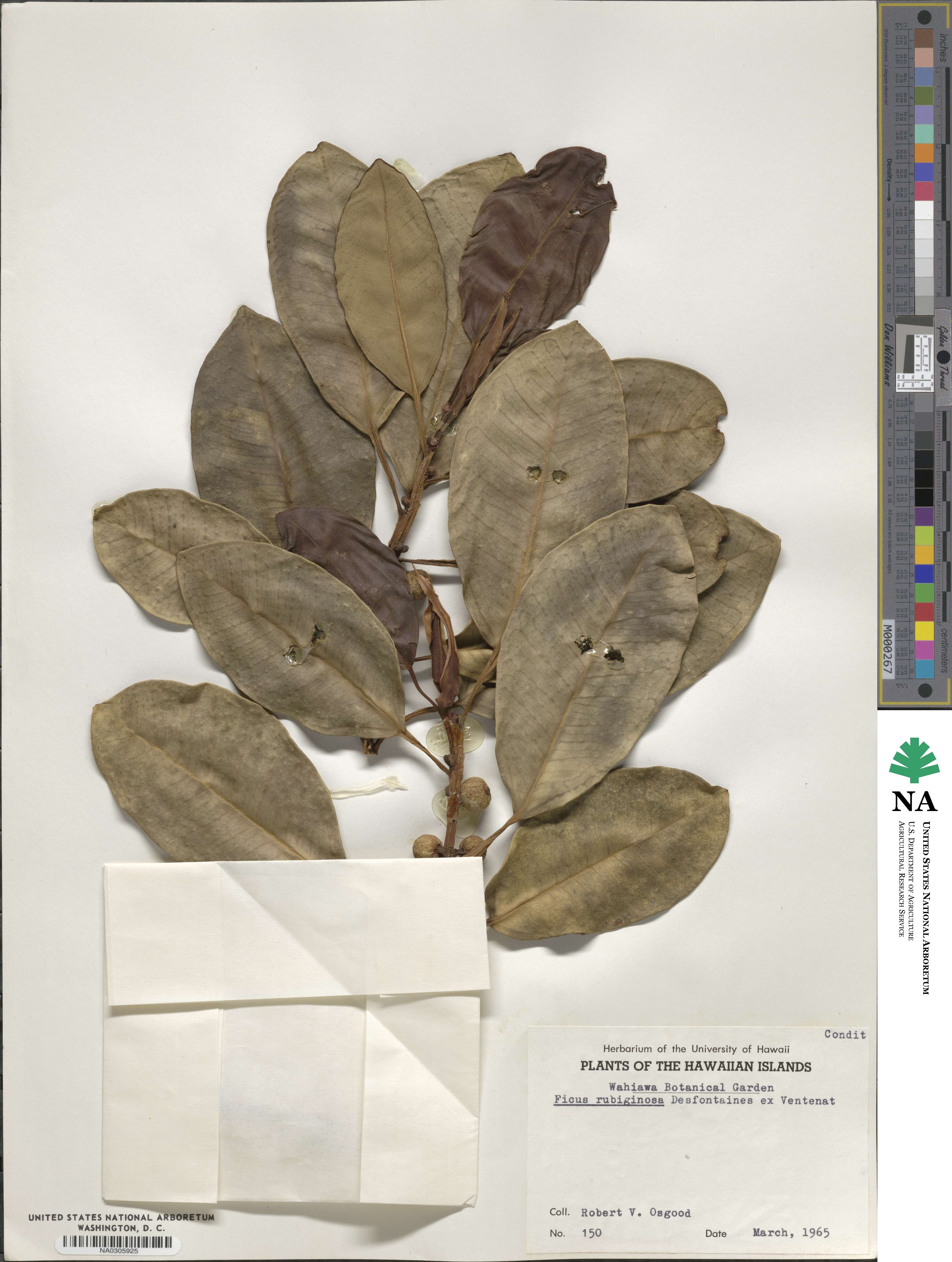 Ficus rubiginosa image