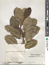 Ficus rubiginosa image