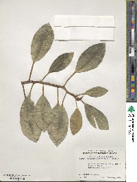 Ficus rubiginosa image