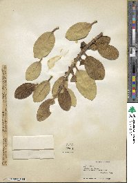 Ficus rubiginosa image