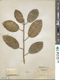 Ficus rubiginosa image