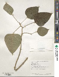 Ficus rumphii image