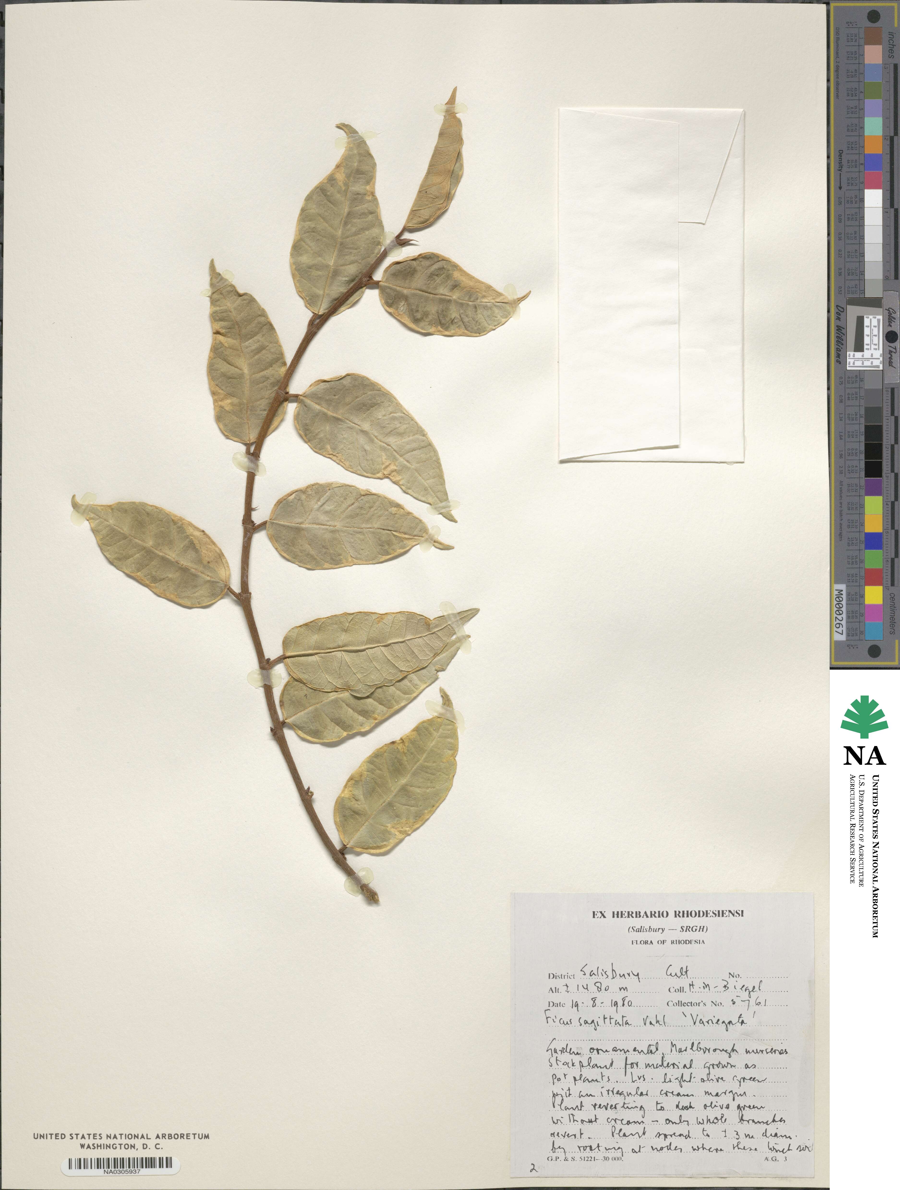 Ficus sagittata image