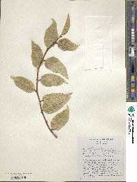 Ficus sagittata image