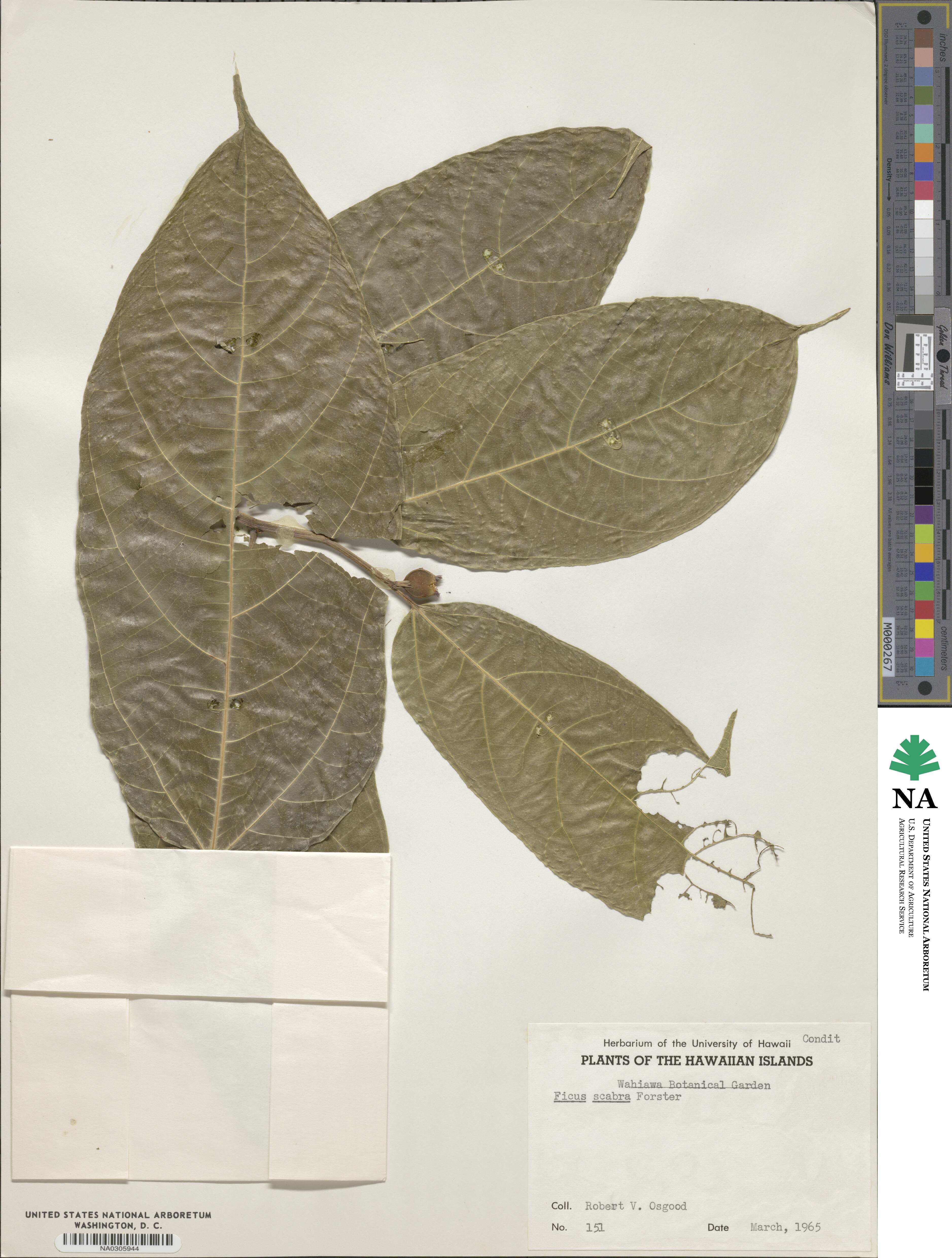 Ficus scabra image