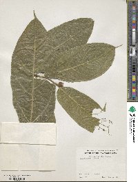 Ficus scabra image