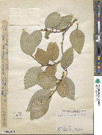 Ficus scandens image