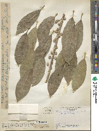 Ficus thonningii image