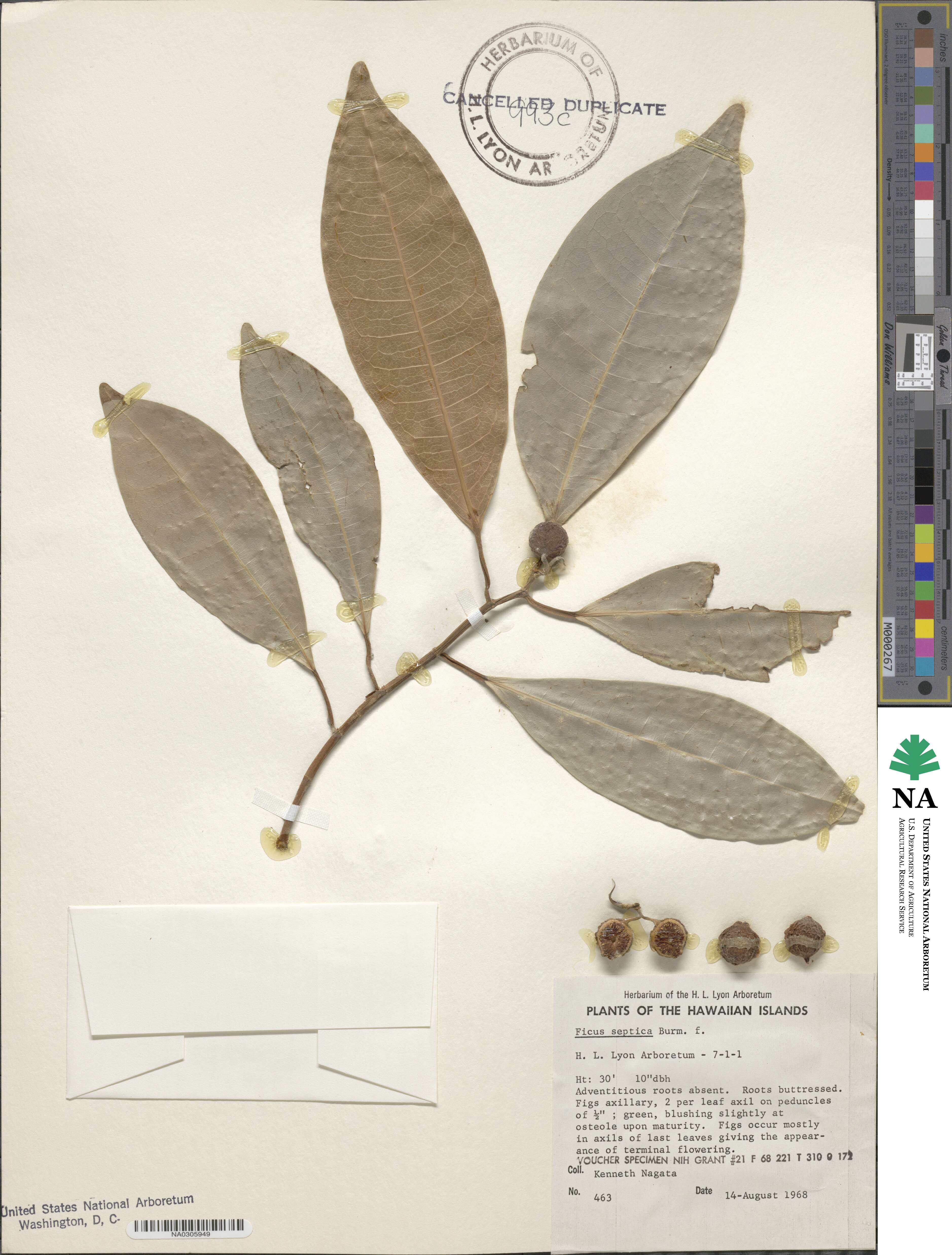 Ficus septica image