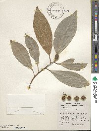 Ficus septica image