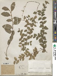 Ficus stipulata image