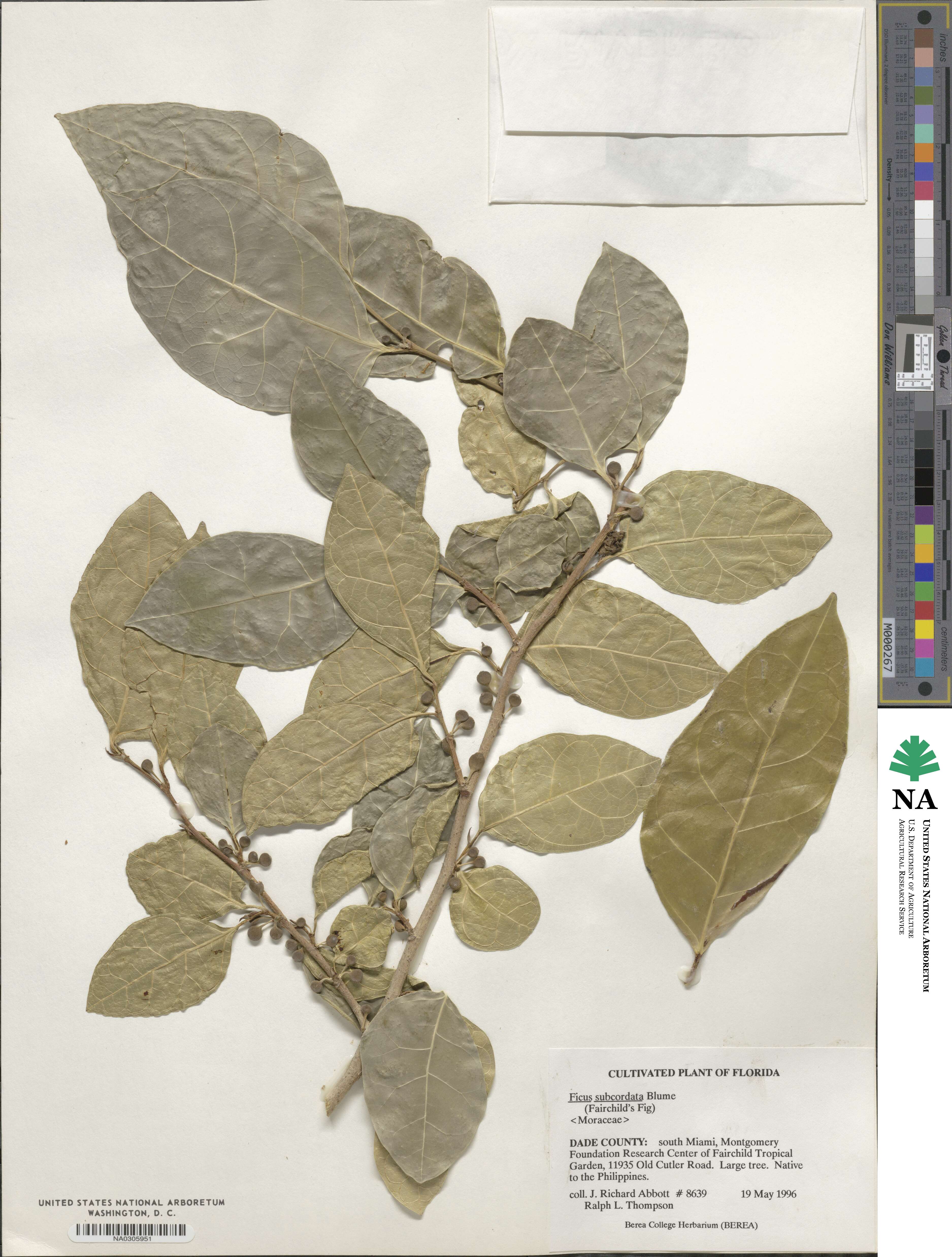 Ficus subcordata image