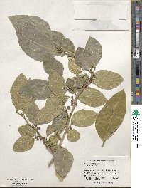 Ficus subcordata image