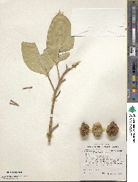 Ficus subcordata image