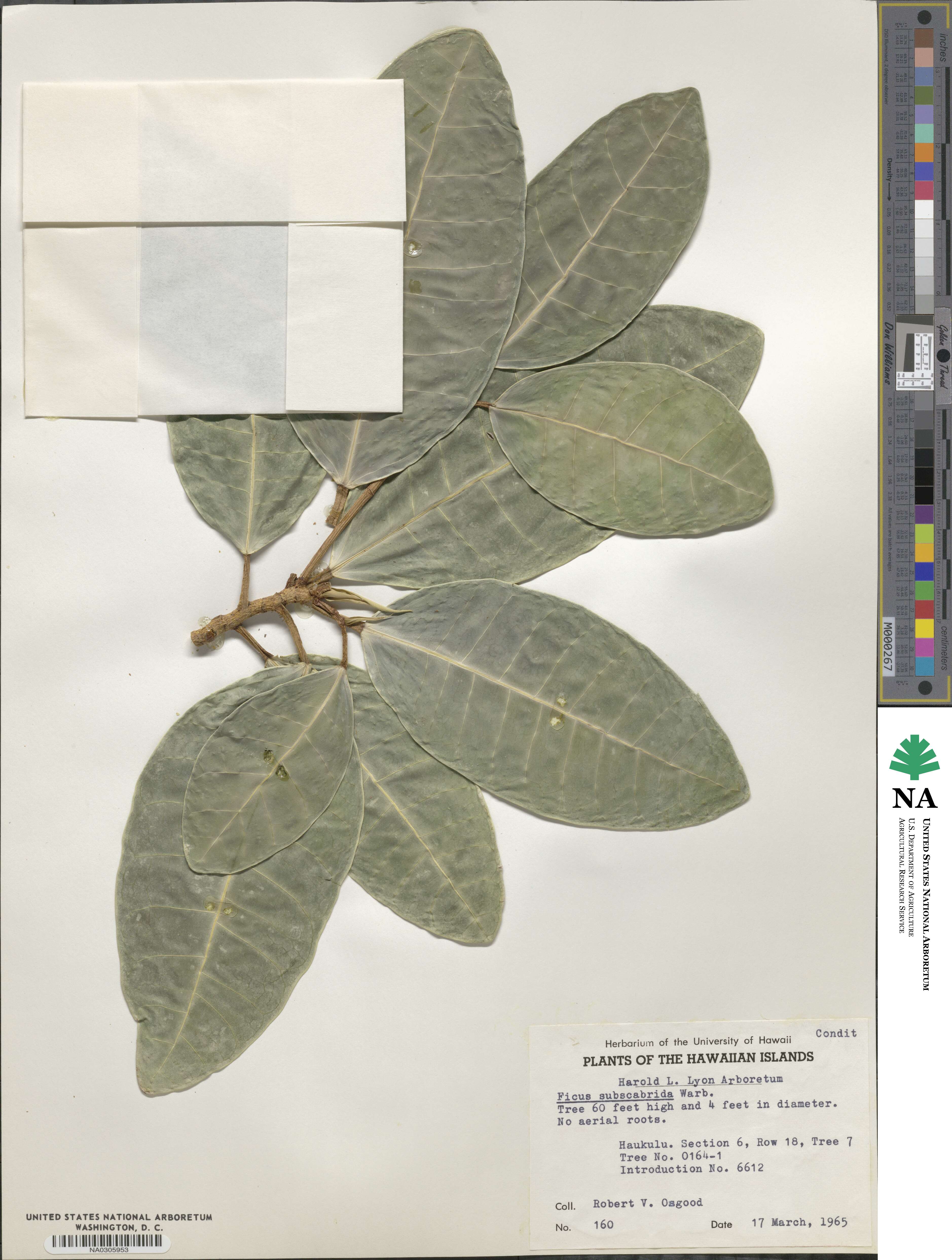 Ficus maxima image