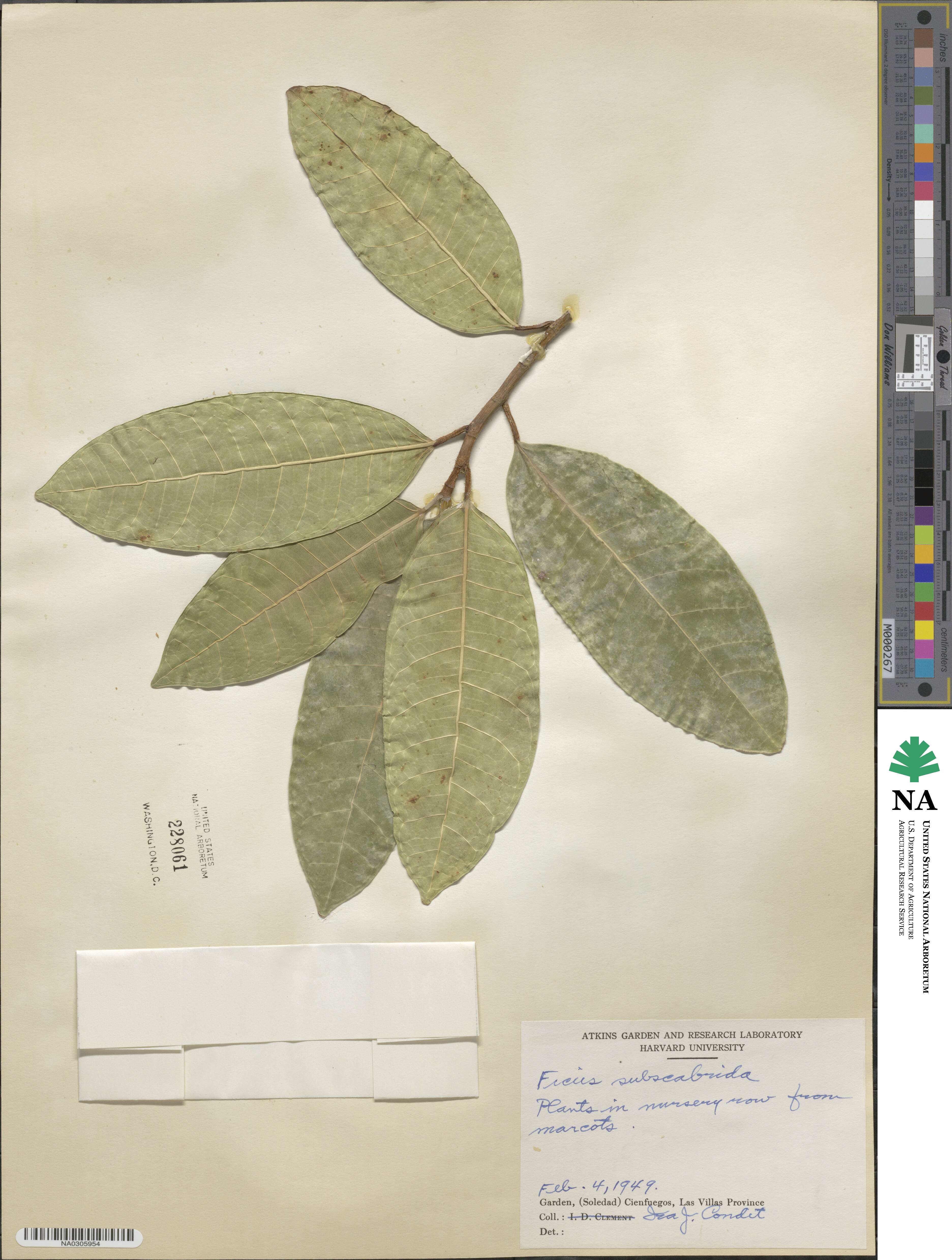 Ficus maxima image