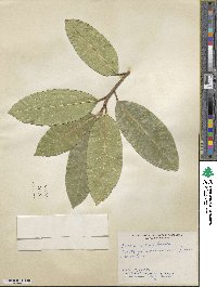 Ficus maxima image