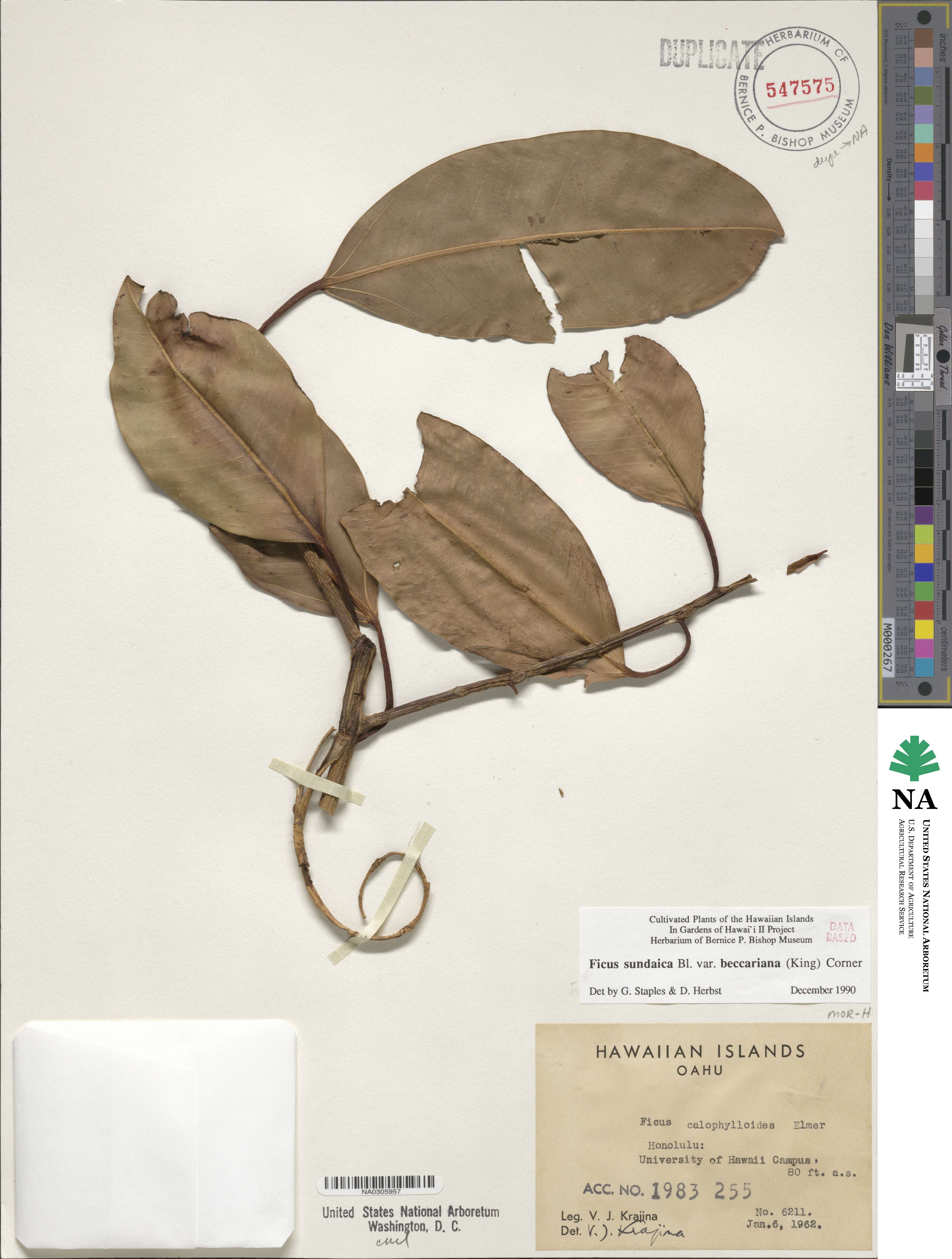 Ficus sundaica image