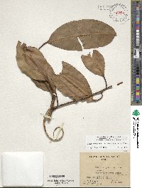 Ficus sundaica image