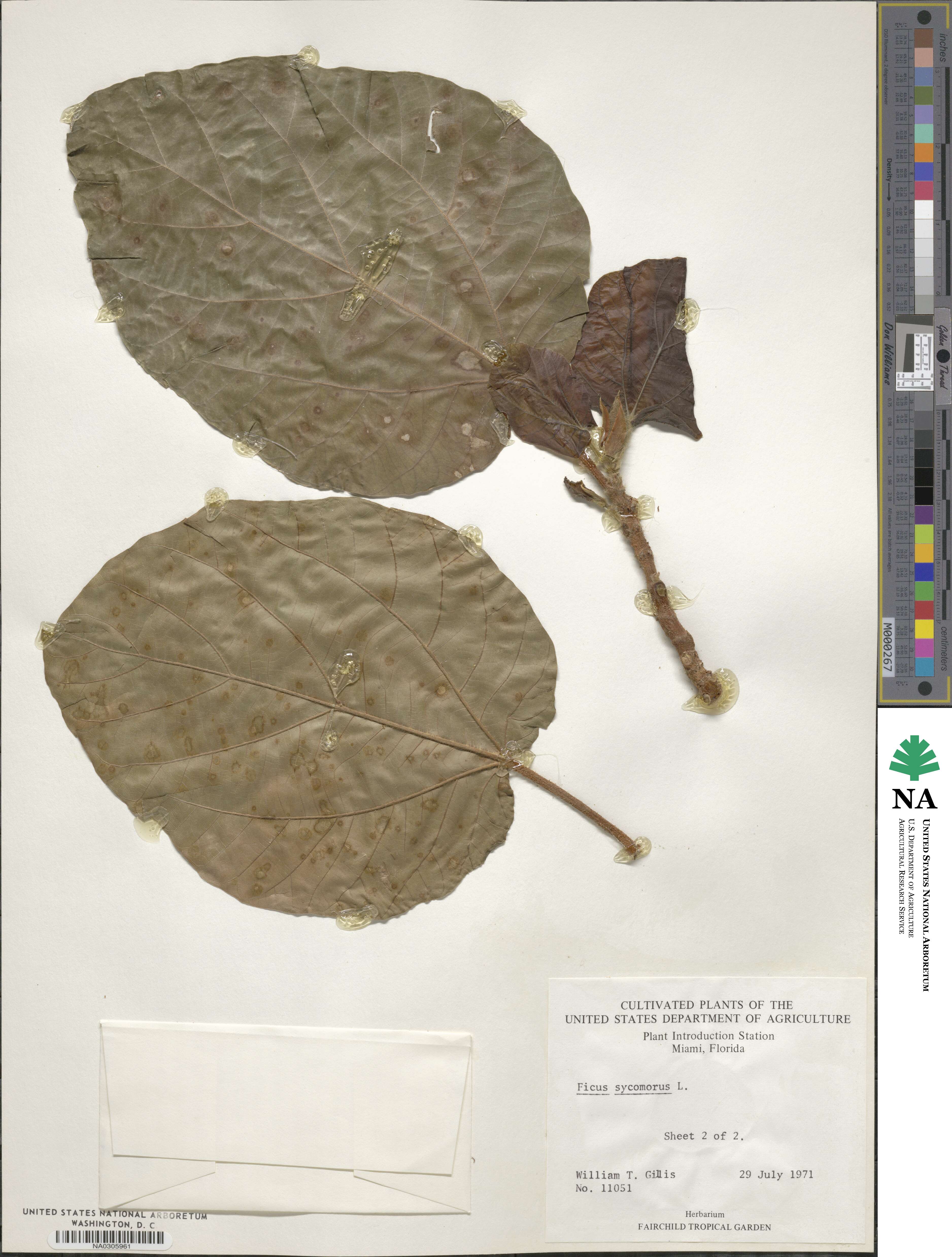 Ficus sycomorus image