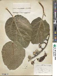 Ficus sycomorus image