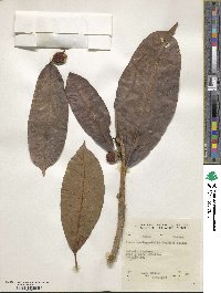 Ficus syringifolia image