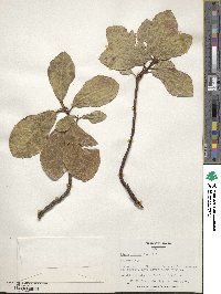 Ficus nigrescens image