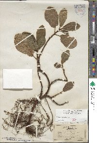 Ficus nigrescens image