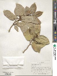 Ficus nigrescens image