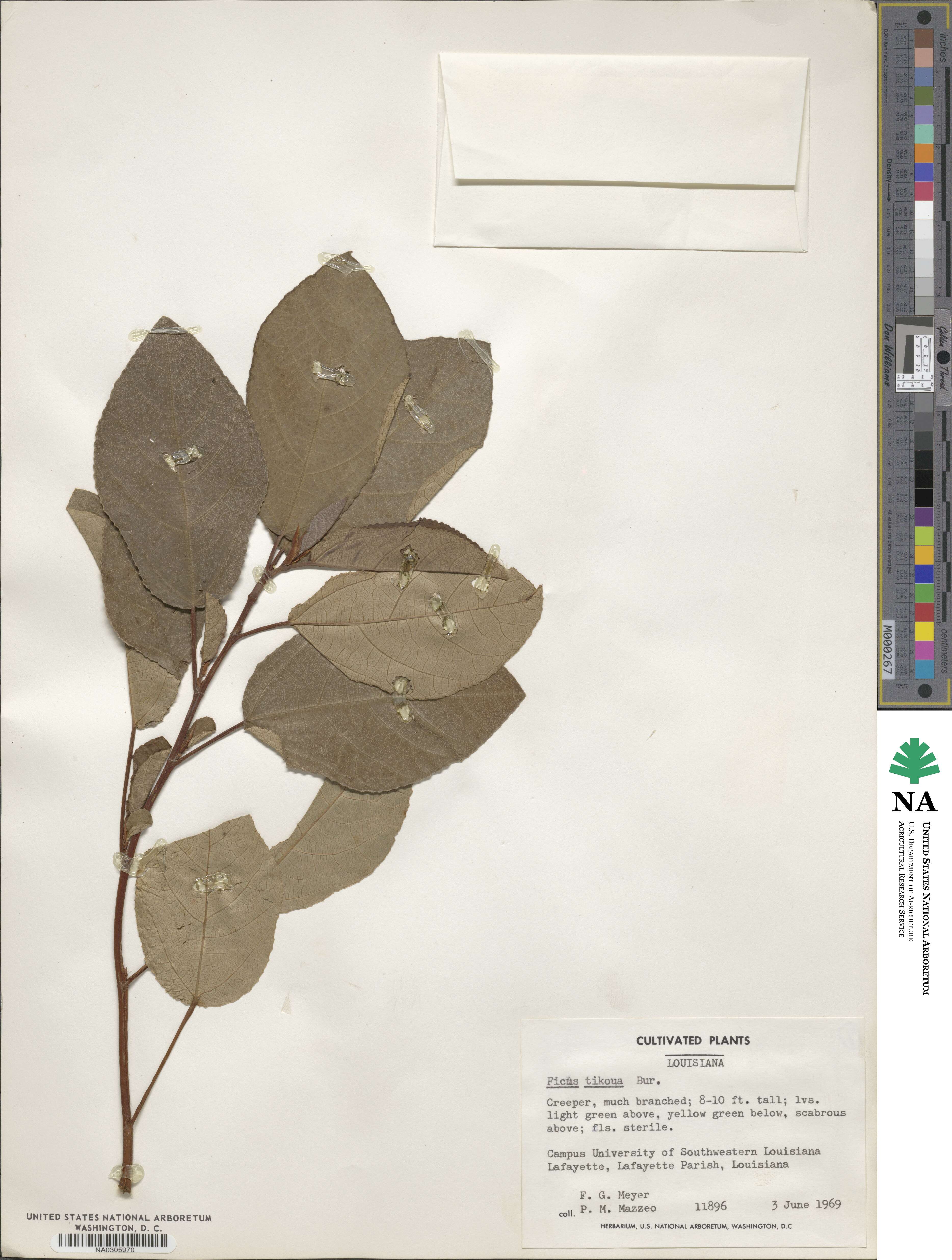 Ficus nigrescens image