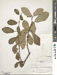 Ficus nigrescens image