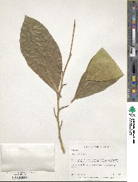 Ficus tinctoria image