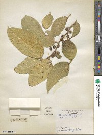 Ficus tinctoria image