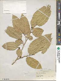 Ficus tinctoria image