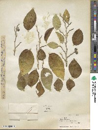 Ficus tinctoria image