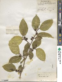 Ficus tinctoria image