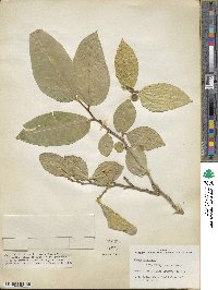 Ficus tinctoria image