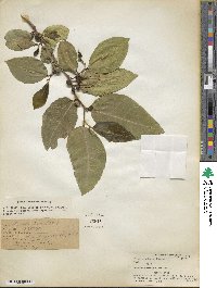 Ficus tinctoria image