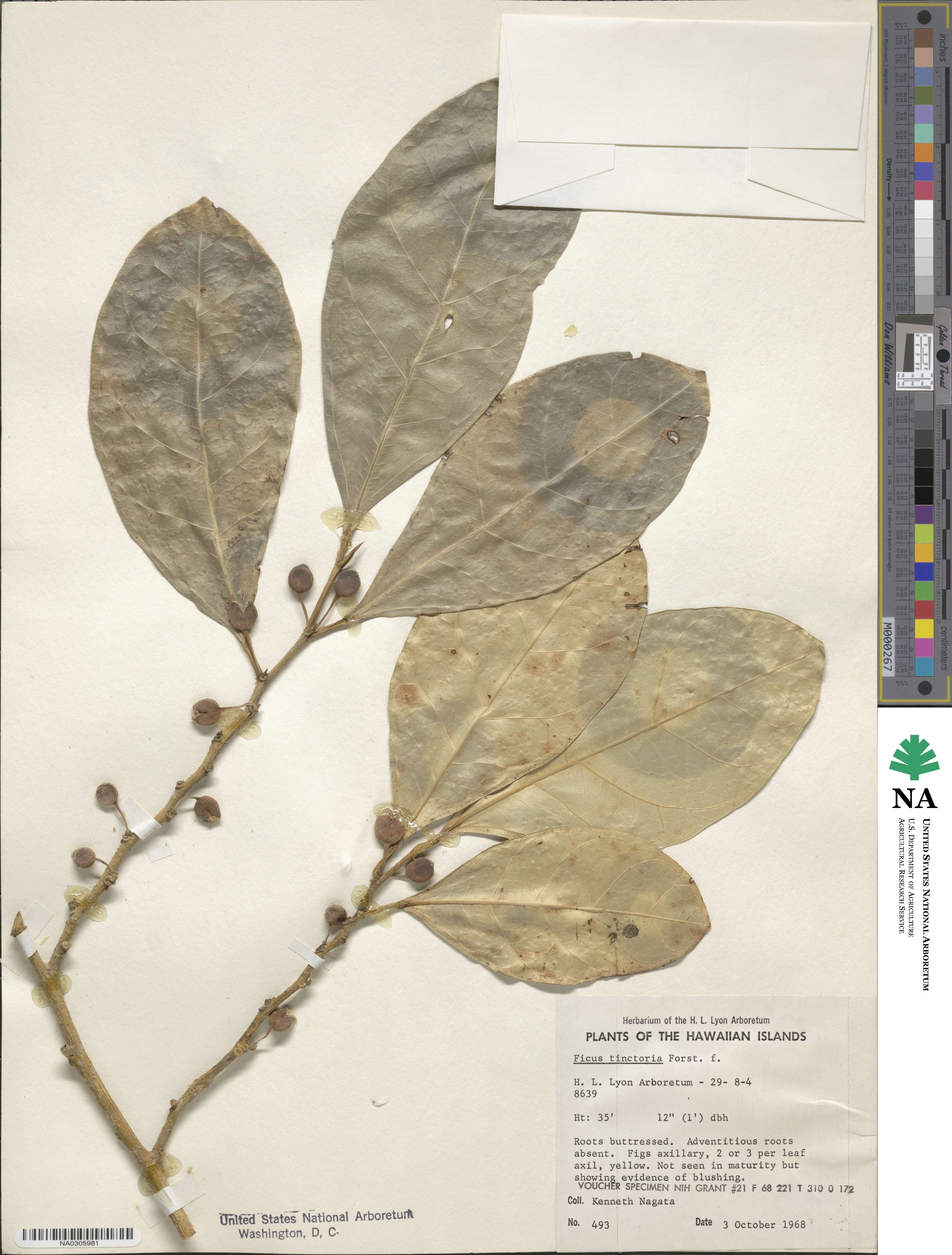 Ficus tinctoria image