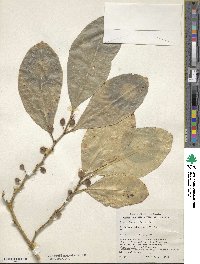 Ficus tinctoria image